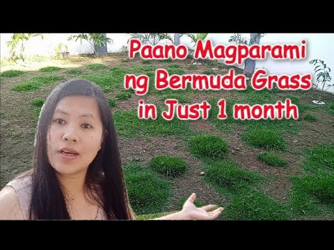 Video: Growing Green Carpet Lawn - Paggamit ng Herniaria Ground Cover Bilang Lawn Substitute
