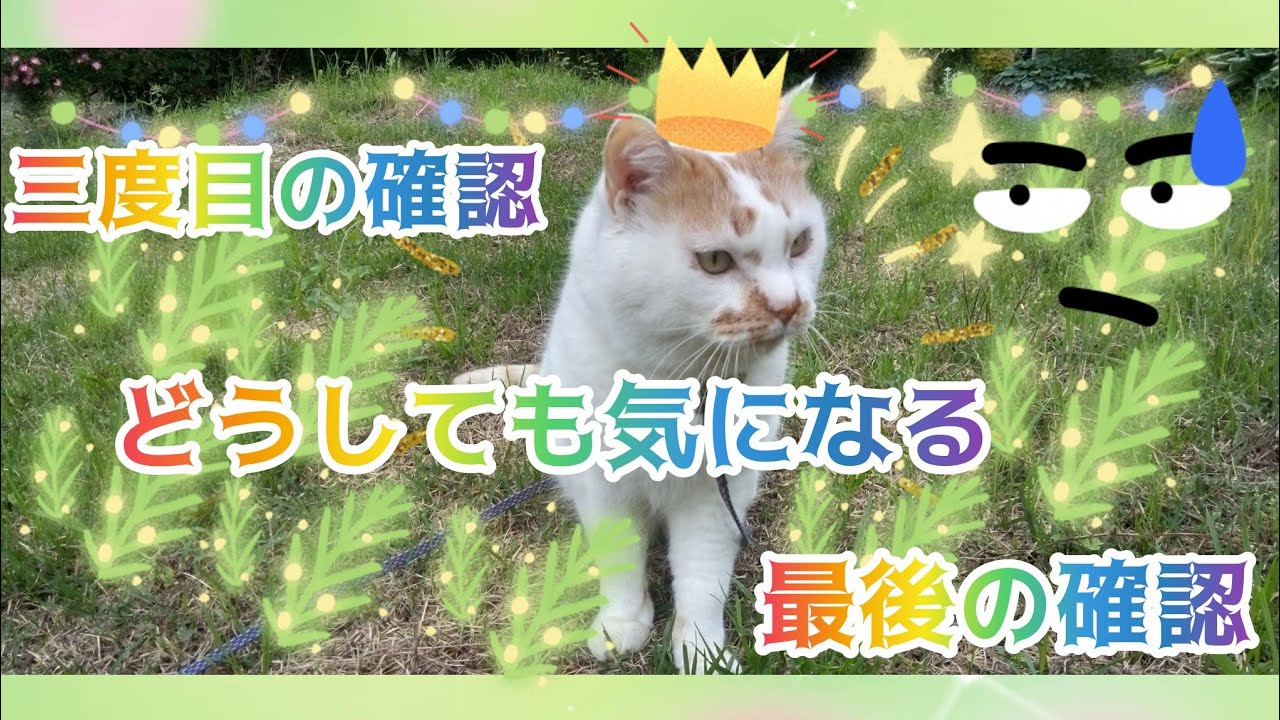 気になる散歩🐾🤔パート3諦めの悪い💦タイちゃん😸