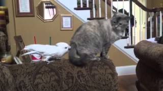 Bird vs cat! Ducorps cockatoo