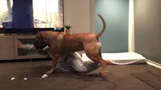 Boerboel loves playing with kids