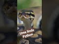 Python - uma serpente não peconhenta #shorts