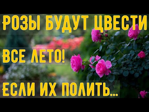 Розы будут цвести все лето, если вы сделаете это! Касторовое масло для роз