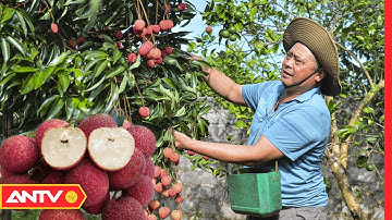 4 Năm Kiên Trì, 3 Năm Không Thu Quả Để Trồng Thành Công Vải Không Hạt | An Toàn Sống | ANTV