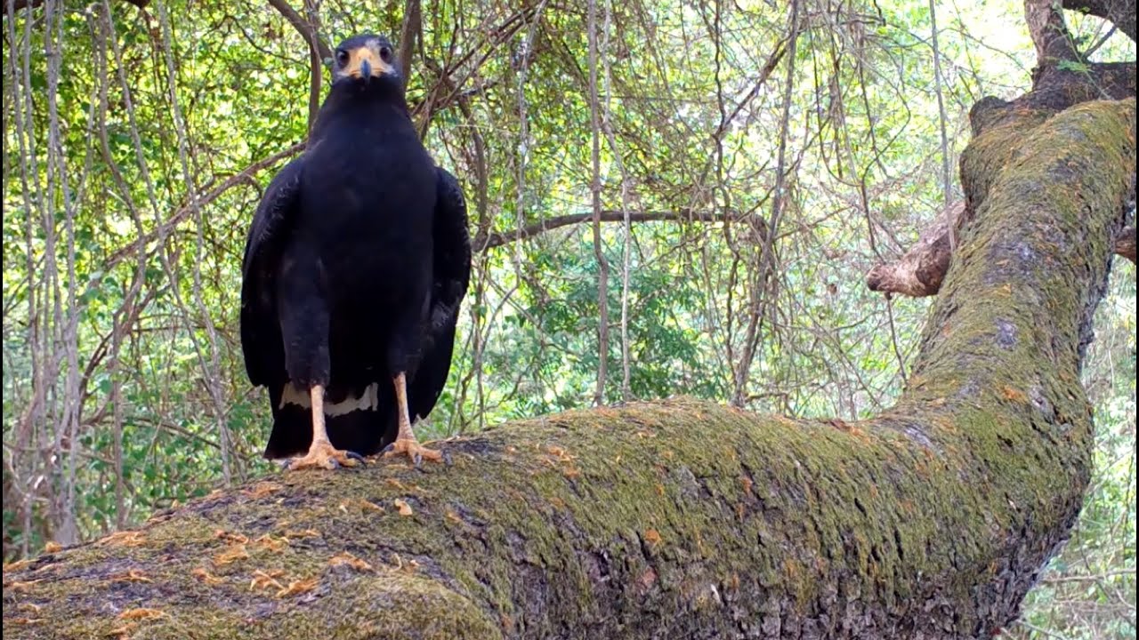 Common Black Hawk (Birds of the Kaibab National Forest) · iNaturalist