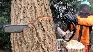 GROS DÉMONTAGE ET ABATTAGE DE PEUPLIERS STIHL 661