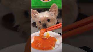 Best Dog Eating ASMR Ever! 🐾 | Gentle Crunch, Chew & Lick Sounds #dogeatingasmr #dogshorts #pets