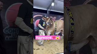 Dalfa Cattle Show 2026 | Karachi Cow Mandi Update #cow #bull #cattlemarket #cattleworld