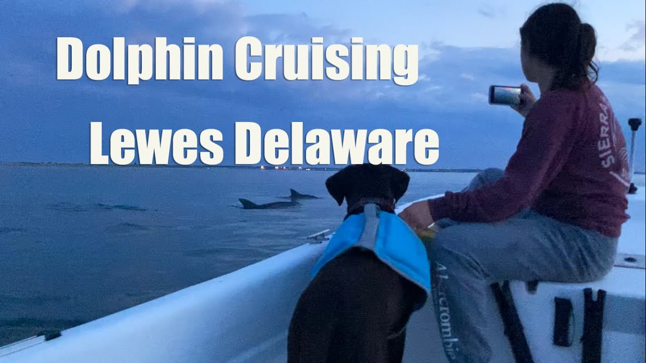 dolphin cruises lewes de