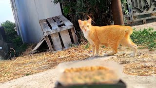 Kasih Makan Kucing Oyen Pake Mobil Mainan Tapi Gagal - Cat Feeding ASMR by Channel Kucing 294 3,628 views 7 months ago 6 minutes, 2 seconds