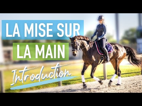 Vidéo: Qu'est-ce que cela signifie quand un cheval galope ?