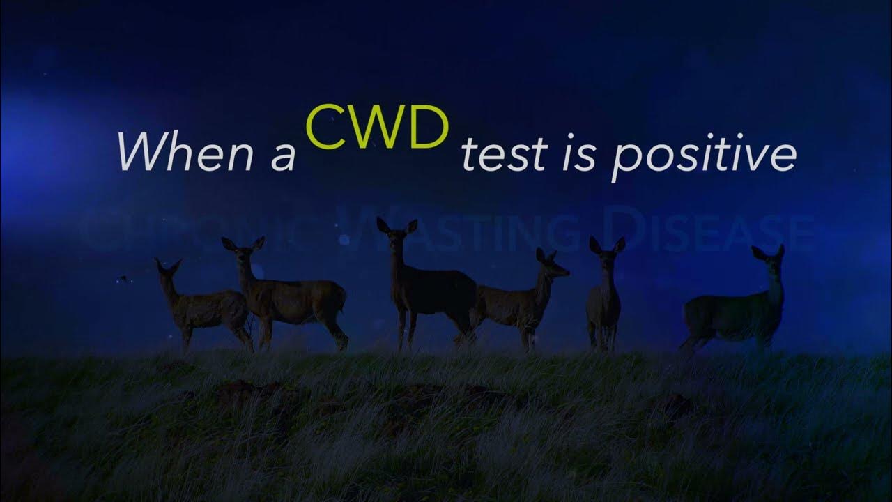 What to do if deer or elk tests positive for CWD YouTube