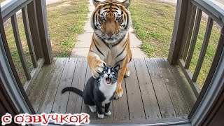 видео: Приколы с котами! С ОЗВУЧКОЙ! САМЫЕ СМЕШНЫЕ ЖИВОТНЫЕ! Смешные котики! УГАР! картинка: Приколы с котами! С ОЗВУЧКОЙ! САМЫЕ СМЕШНЫЕ ЖИВОТНЫЕ! Смешные котики! УГАР!