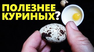 Чем полезны перепелиные яйца | Польза и вред перепелиных яиц для организма