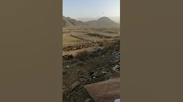ابل الشيخ محمد احمد المغربي 