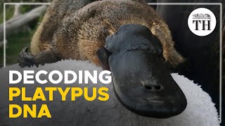 Why are platypuses so weird?