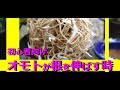 初心者向け【万年青の育て方】水やりのタイミング　一時しおれ点　永久しおれ点　いつ根を伸ばす【万年青の豊明園】【How to grow OMOTO】乾いたら水をあげる 酸欠　入門者向け