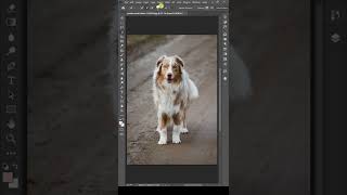 How to select fur  in Photoshop Short #11