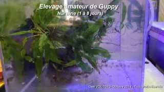 Elevage amateur de Guppy - Black Molly