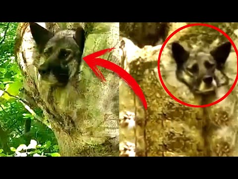 მამაკაცს ტყეში ტირილის ხმა მოესმა,როცა ნახა რა ხდებოდა გაოცებისაგან  პირი დარჩა ღია...