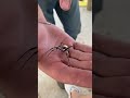 Golden orb weaver: Large spider, golden webs, warm regions, bulbous abdomen, harmless, eats insects.