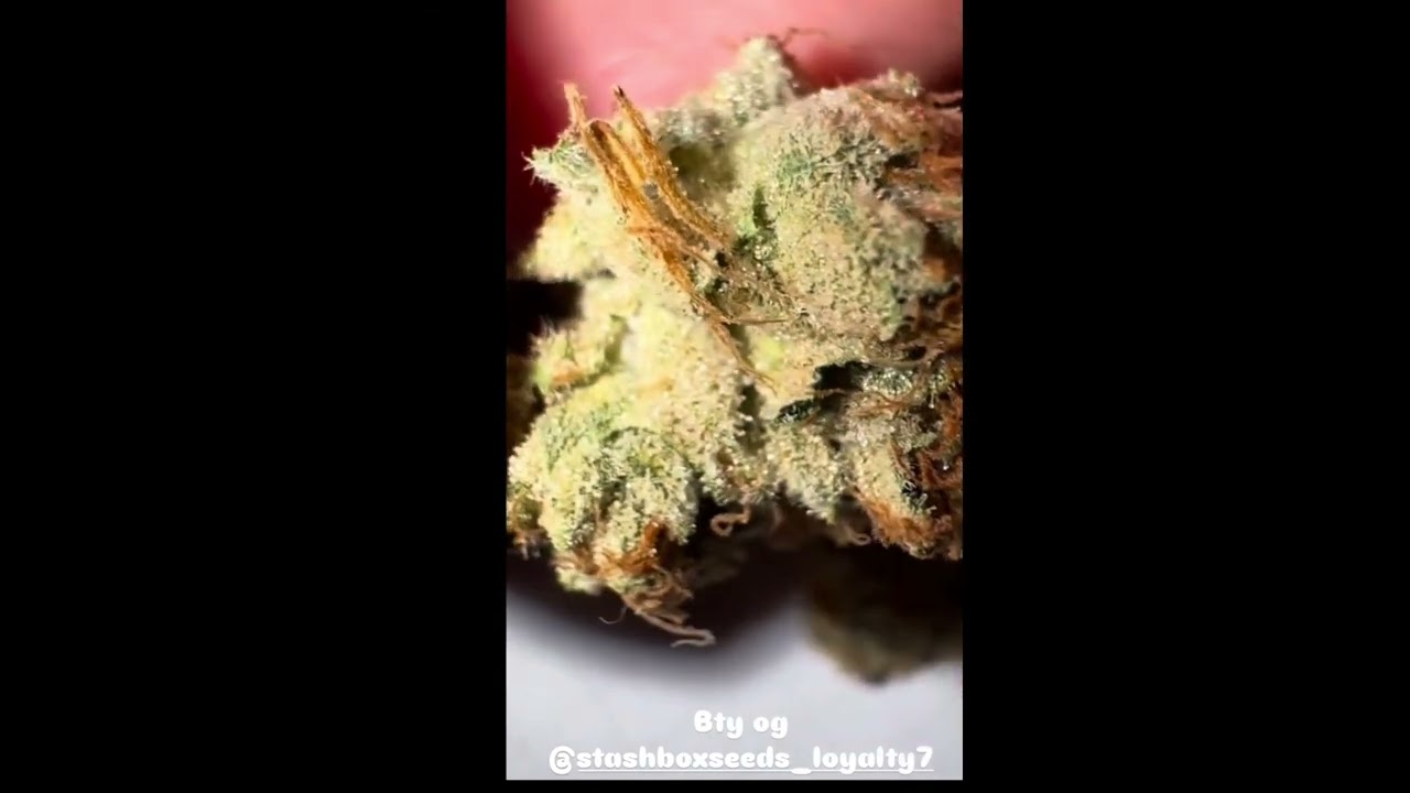 BTY OG By Loyalty REVIEW
