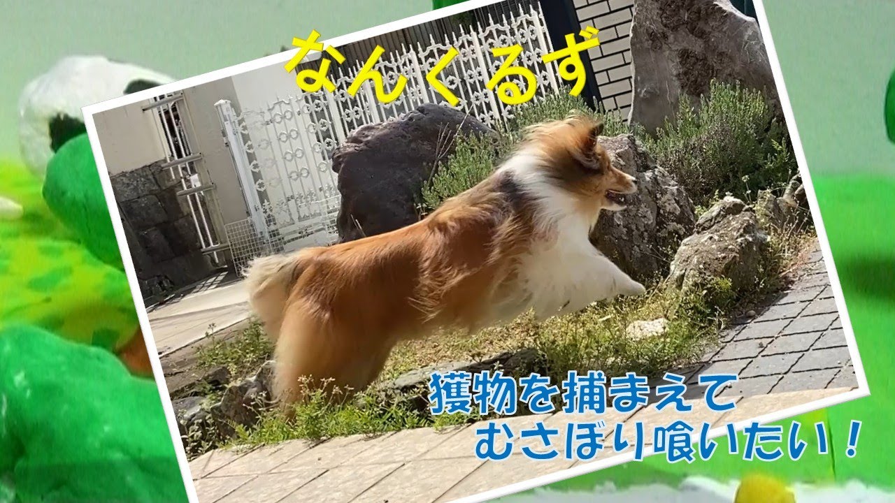 【みかんの狩猟本能】ビビリと狩猟好きは無関係でした！