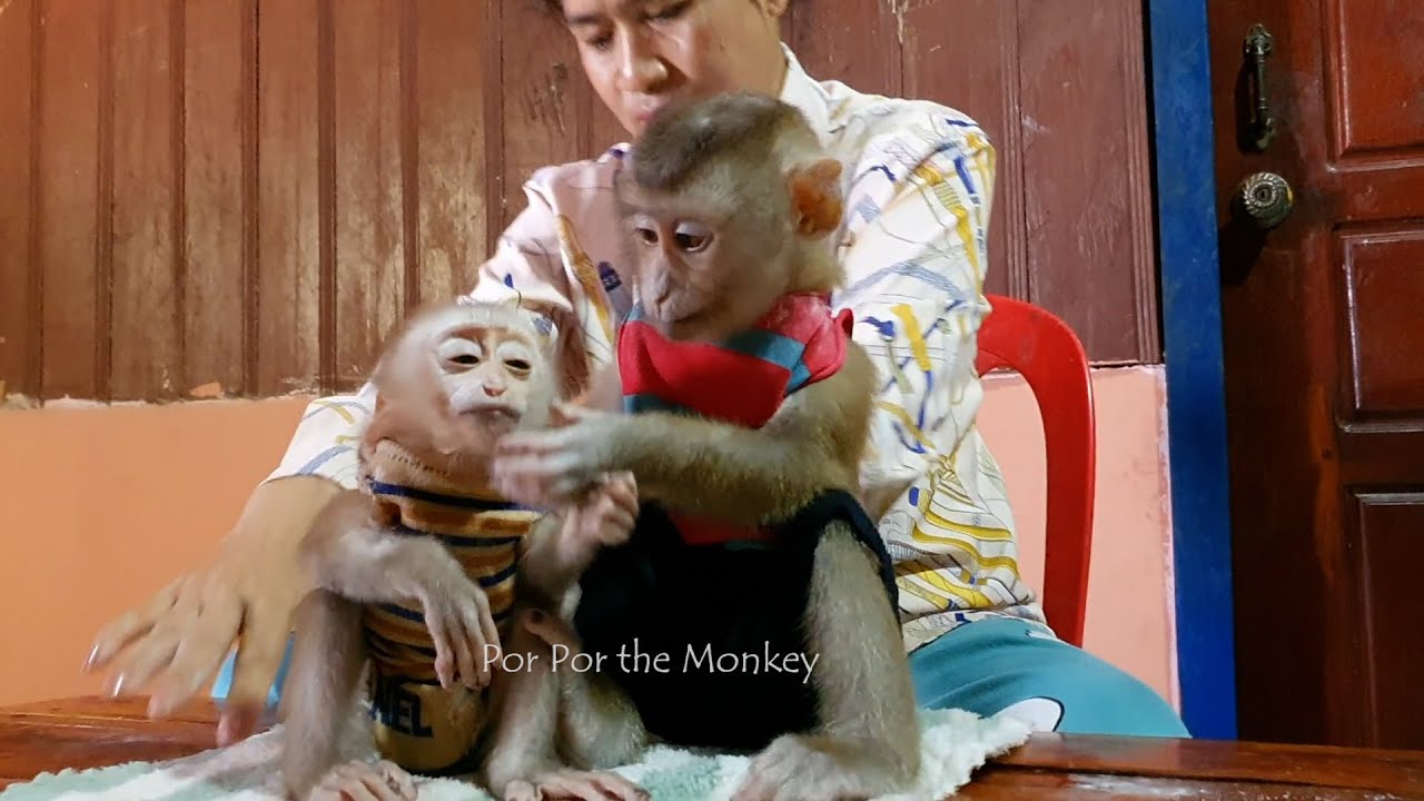 Most Adorable Por Por Trying Hard Grooming Ly Ly Same Time Mama most-adorable-por-por-trying-hard-grooming-ly-ly-same-time-mama