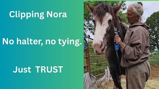 Clipping Nora, no halter or tying...just trust