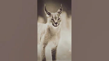 يا ليتني كنت الوشق الوشق الوشق المصري عربي 