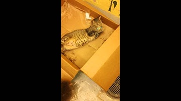 Clint Loves Catnip Knots!!