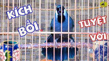 🍤Khướu Hót GIỌNG RỪNG CỰC HAY💥 / LUYẾN LÁY - NHIỀU GIỌNG.giọng rừng kích khướu,khướu bổi hót hay.P92