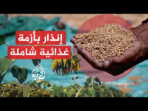 بعد أزمة القمح.. هل يشهد العالم أزمة مشابهة في محصول الأرز؟