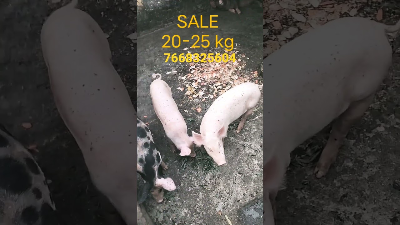 pig sale