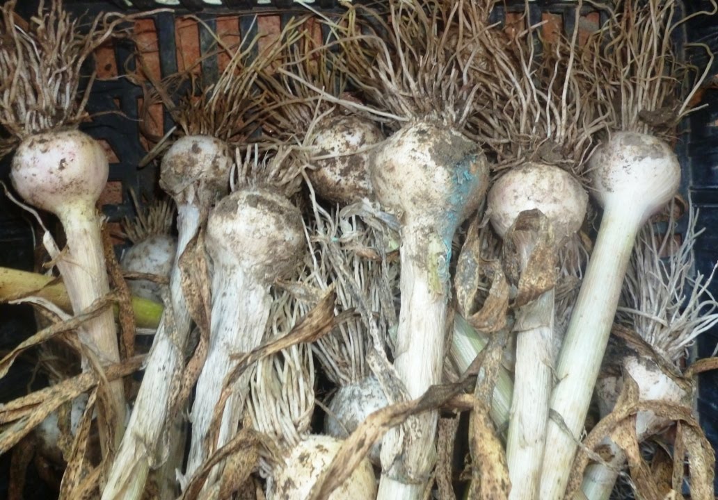 Συγκομιδή σκόρδου