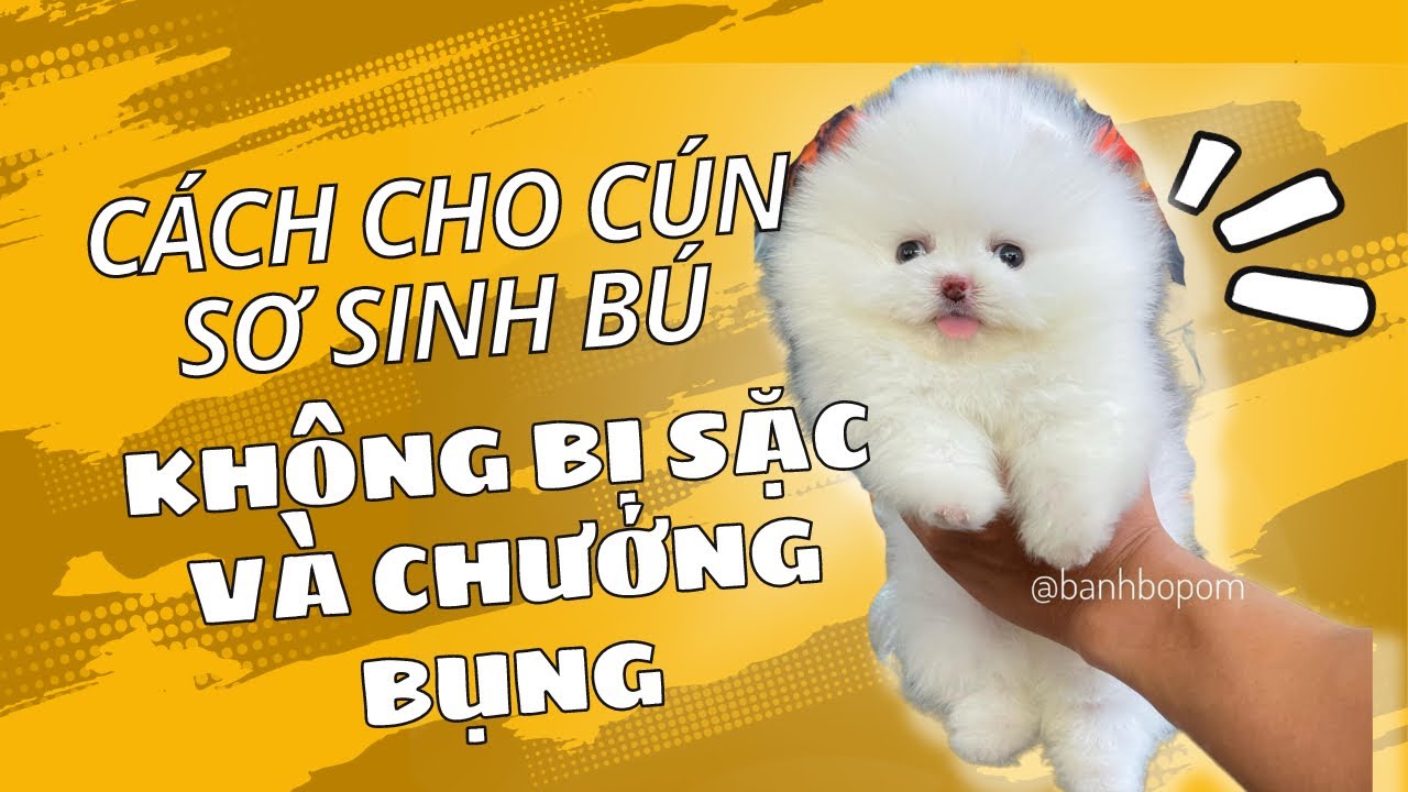 Cách cho chó sơ sinh ti sữa tránh bị sặc và chướng... - youtube
