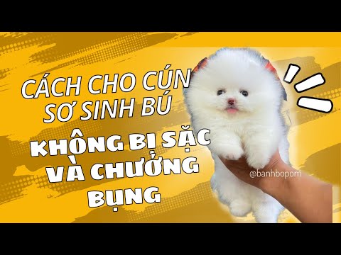 Video Cách cho chó sơ sinh ti sữa tránh bị sặc và chướng... - youtube