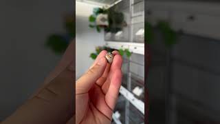 Egg hatches in my hand! π£ #birds #egg