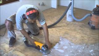 Make your plywood subfloor preparation sorely: clean up all garbage
from it. do not leave even dust on the if you plan to use glue down
tech...