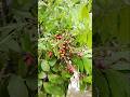 এই ফল গুলো ভাইরাল প্লিজ সাপোর্ট মি!! #shortvideo