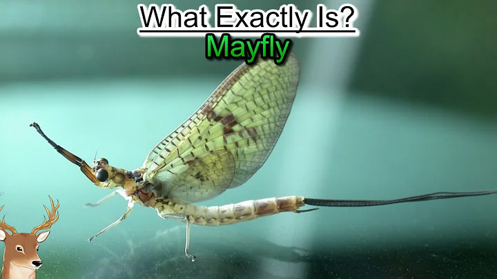 What Exactly is: Mayfly | Living an Ephemeral Life - DayDayNews