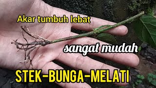 Cara stek bunga melati agar akar tumbuh lebat