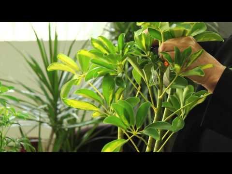 Video: Heptapleurum Arbóreo (Heptapleurum Arboricola Variegata Y Heptapleurum Arboricola Geisha Girl), Creciendo En Un Apartamento