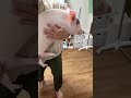 豚とゆず風呂 #豚 #ブタ #pig #piggy