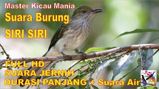 Masteran Murai, Suara Burung SIRI SIRI Durasi Panjang + Terapi Suara Air Mengalir...FULL HD...!!!