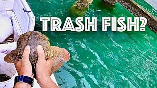 OYSTER TOADFISH TEMPURA - Trash Fish? Catch, Clean, Cook