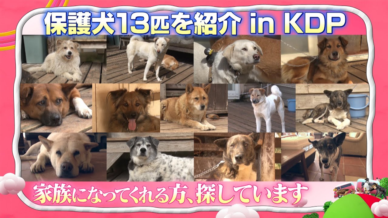 保護犬 特別企画 家族募集中の保護犬 13匹紹介 I Love みんなのどうぶつ園公式 詳しくは Kdp 神奈川ドッグプロテクション にお問合せください Rescue Dogs Japan Youtube
