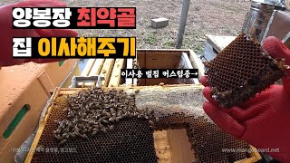 양봉장에서 가장 약한 꿀벌들 초소형 벌통으로 이주시키기