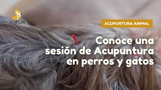 Conoce una sesión de ACUPUNTURA en perros y gatos | ACUPCAN Escuela de MTC y Acupuntura Animal