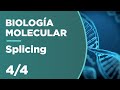 Splicing y splicing alternativo  biologa molecular 44