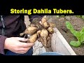 Storing Dahlia Tubers | Storing Overwinter | Protect your Tubers | Green Side Up